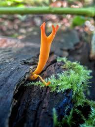Attēlu rezultāti vaicājumam “Calocera pallidospathulata”