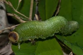 Attēlu rezultāti vaicājumam “Trichiosoma larva”
