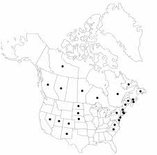 Attēlu rezultāti vaicājumam “Eleocharis uniglumis fruit”