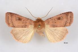 Attēlu rezultāti vaicājumam “Diarsia florida”