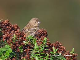 Attēlu rezultāti vaicājumam “Carpodacus erythrinus adult”