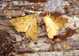 Attēlu rezultāti vaicājumam “Ennomos erosaria”