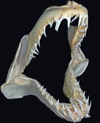 Image result for Heterodontus portusjacksoni