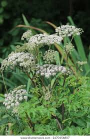 Image result for Angelica silvestris