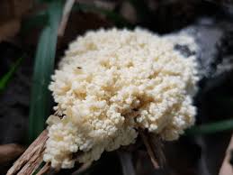 Attēlu rezultāti vaicājumam “Brefeldia maxima”