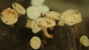 Attēlu rezultāti vaicājumam “Hymenoscyphus fructigenus var. coryli”