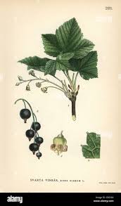 Attēlu rezultāti vaicājumam “Ribes nigrum flower”