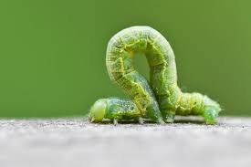 Attēlu rezultāti vaicājumam “Alsophila aescularia”