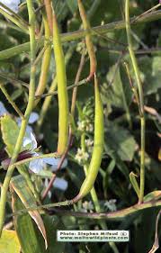 Attēlu rezultāti vaicājumam “Raphanus raphanistrum fruit”