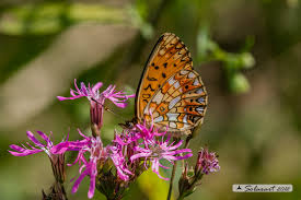 Attēlu rezultāti vaicājumam “Clossiana selene underside”