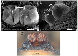 Attēlu rezultāti vaicājumam “Eupeodes nielseni”