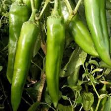 Afbeeldingsresultaat voor numex sandia hot pepper