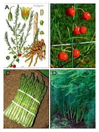 Attēlu rezultāti vaicājumam “Asparagus officinalis”