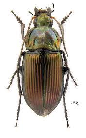 Attēlu rezultāti vaicājumam “Poecilus versicolor”