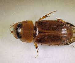 Attēlu rezultāti vaicājumam “Aphodius sp.”