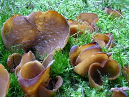 Attēlu rezultāti vaicājumam “Otidea leporina”