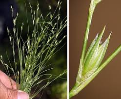 Attēlu rezultāti vaicājumam “Juncus bufonius”