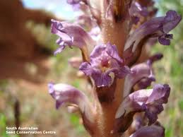 Attēlu rezultāti vaicājumam “Orobanche coerulescens flower”