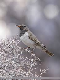 Image result for Turdus ruficollis