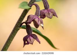 Attēlu rezultāti vaicājumam “Epipactis atrorubens leaf”