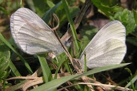 Attēlu rezultāti vaicājumam “Leptidea sinapis underside”