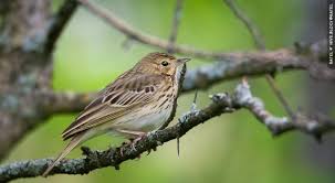 Attēlu rezultāti vaicājumam “Anthus trivialis”