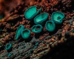 Attēlu rezultāti vaicājumam “Reticularia lobata spores”