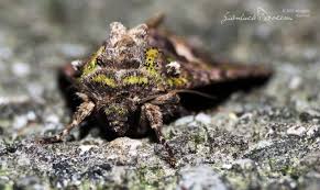 Attēlu rezultāti vaicājumam “Trachea atriplicis”