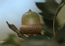 Attēlu rezultāti vaicājumam “Quercus rubra fruit”