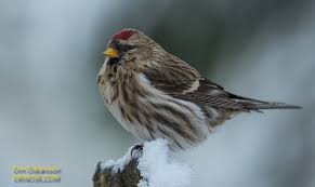 Attēlu rezultāti vaicājumam “Carduelis flammea female”