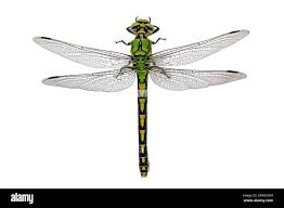 Attēlu rezultāti vaicājumam “Ophiogomphus cecilia”