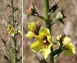 Image result for Verbascum blattaria