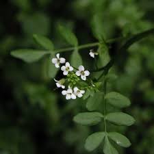 Image result for Rorippa nasturtium-aquaticum