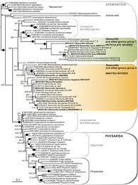 Attēlu rezultāti vaicājumam “Stemonaria irregularis”