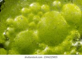 Attēlu rezultāti vaicājumam “Cyanophyta”