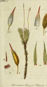 Attēlu rezultāti vaicājumam “Dicranum bergeri”