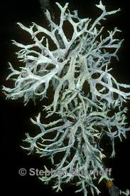 Attēlu rezultāti vaicājumam “Evernia prunastri”