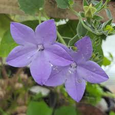 Image result for Campanula isophylla