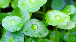 Attēlu rezultāti vaicājumam “Hydrocotyle vulgaris”