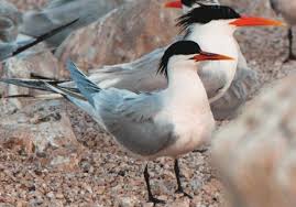 Image result for Sterna acuflavida