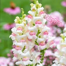 Image result for Antirrhinum majus maximum