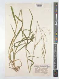 Attēlu rezultāti vaicājumam “Bromopsis benekenii”