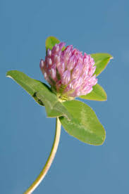 Attēlu rezultāti vaicājumam “Trifolium alpestre flower”