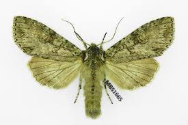 Attēlu rezultāti vaicājumam “Polia nebulosa”