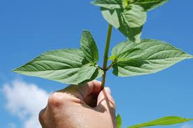 Attēlu rezultāti vaicājumam “Nowellia curvifolia sporophyte”