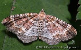 Attēlu rezultāti vaicājumam “Xanthorhoe spadicearia”