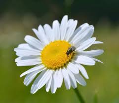 Attēlu rezultāti vaicājumam “Leucanthemum vulgare flower”