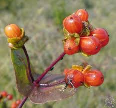 Attēlu rezultāti vaicājumam “Lonicera ferdinandii fruit”