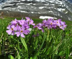 Attēlu rezultāti vaicājumam “Primula farinosa fruit”