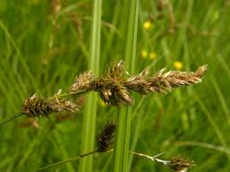 Attēlu rezultāti vaicājumam “Carex disticha”